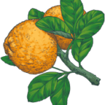 Irish Gin Botanical Bitter Orange